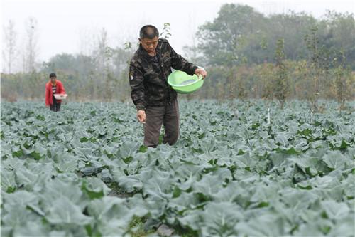 河南省光山县，立冬时节农事繁忙的景象