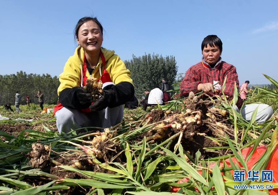 河南博爱，电力助力怀姜丰收的喜悦