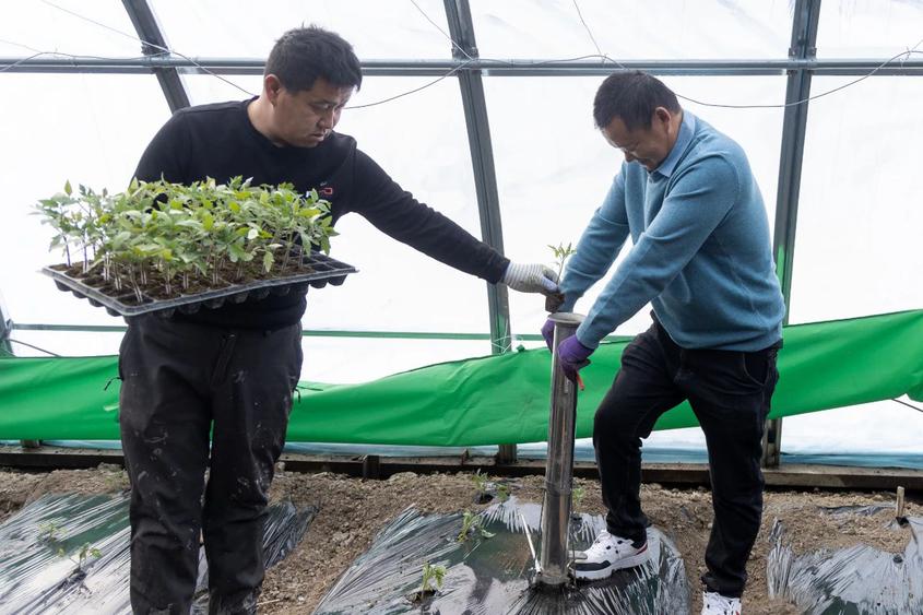 蔬菜大棚变身致富聚宝棚