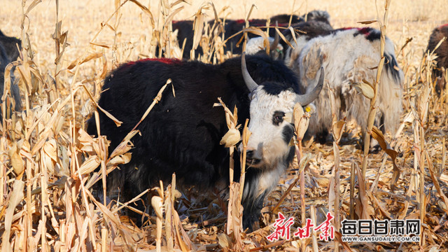 甘肃张掖甘州，借牧模式助力动物疫病预防，秸秆地里牛肥羊壮共绘生态画卷