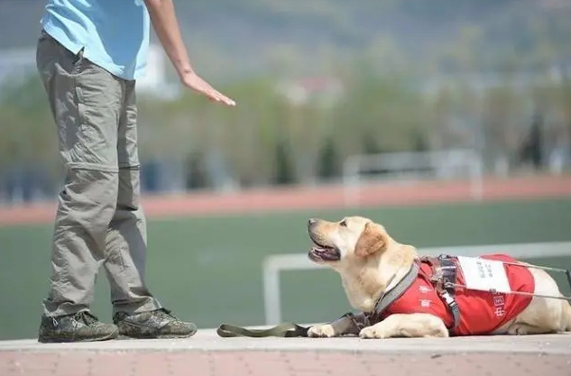 申请竟需全楼邻居都同意，导盲犬进楼为何遭遇执行难？