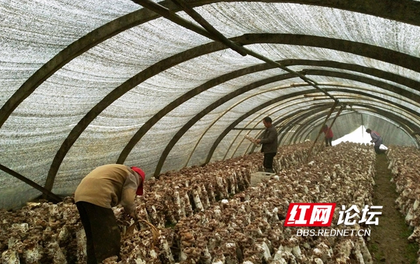 伽师县，花卉种植热潮下的幸福生活之美