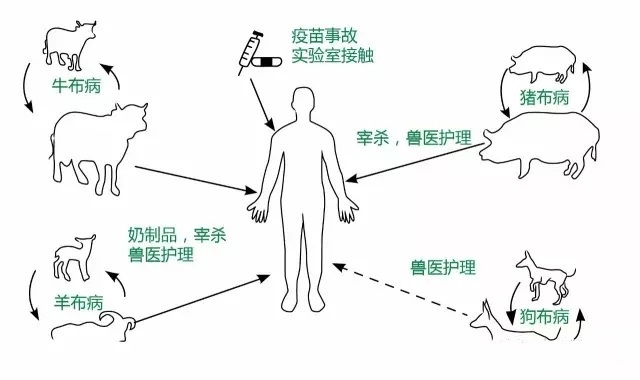 95后百万粉丝女兽医患布病，一次住院经历与疼痛的探索